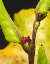 Fuscospora truncata: female 3-flowered dichasium in leaf axial (stigmata red); peltate stipule (with an entire tail) in view subtending the leaf above.
 Image: P. Garnock-Jones © Phil Garnock-Jones 2015 All rights reserved
